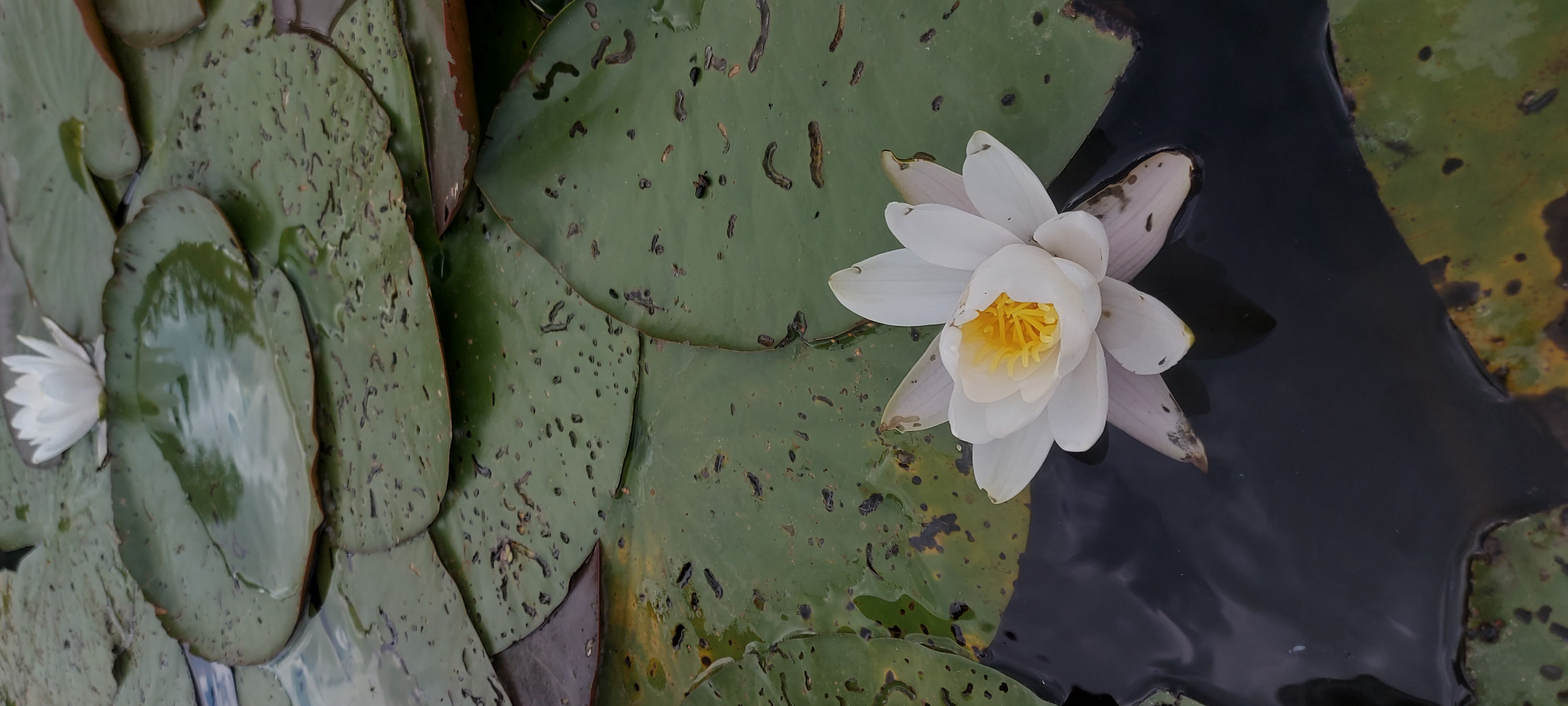 Августовское колечко